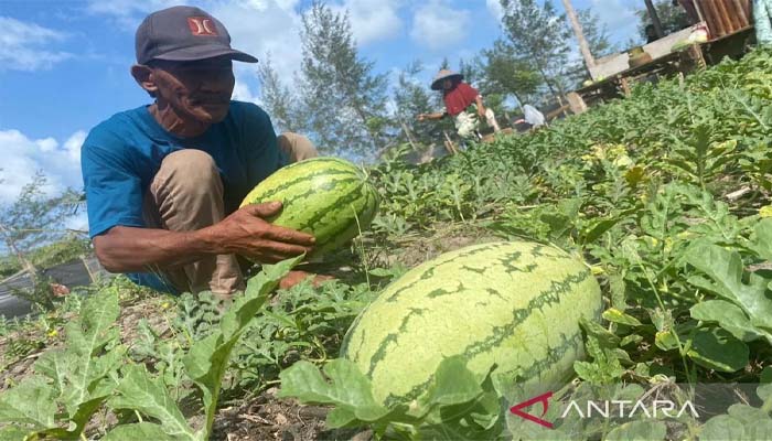 Semangka Mengandung Banyak Nutrisi untuk Kesehatan